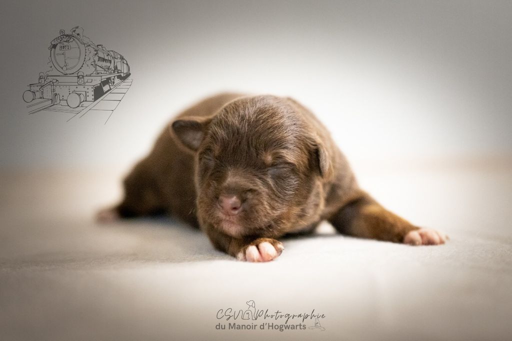 Du Manoir D'Hogwarts - Berger Australien - Portée née le 12/03/2023